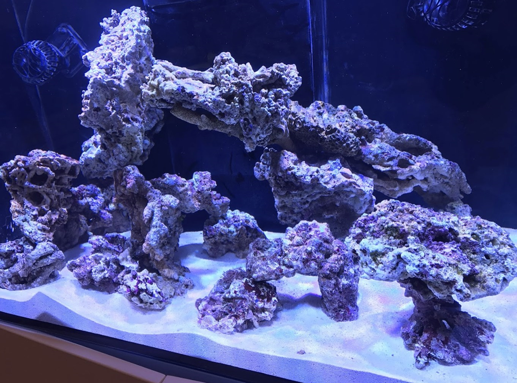 ライブロックの投入 硝酸塩が検出されない不思議 Neptune Apexをつかったはじめての海水魚 サンゴ飼育