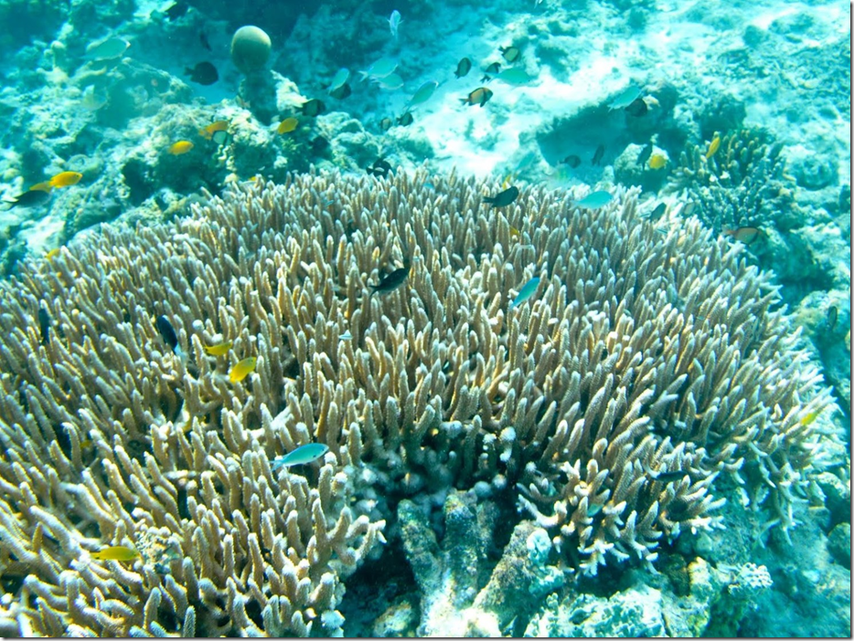 image マタキング島のサンゴ