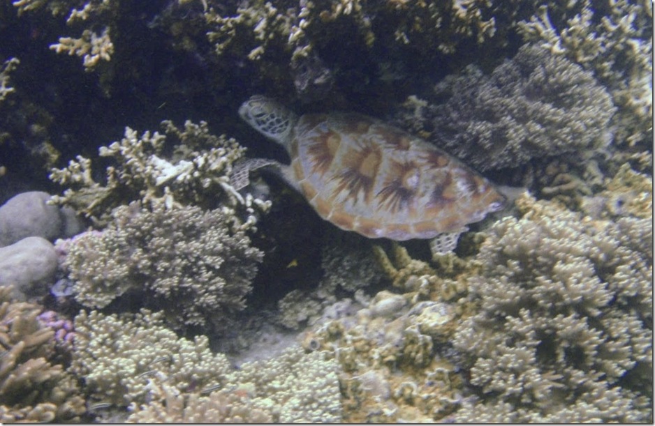 image マタキング島のウミガメ