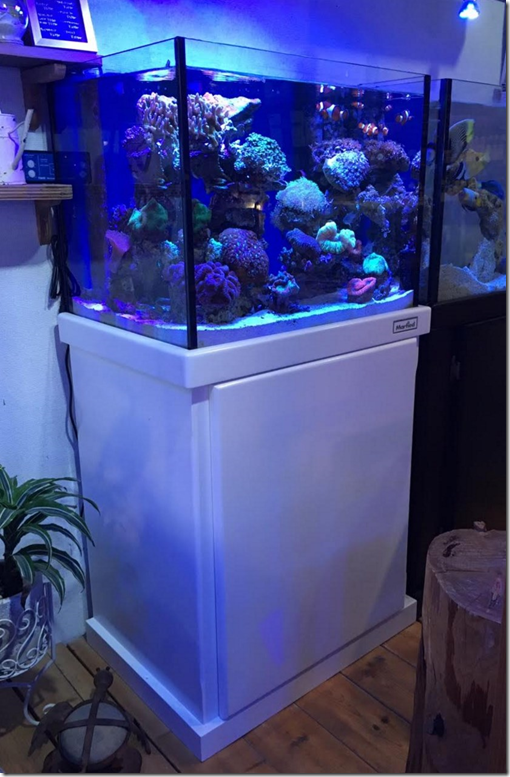 image 土浦コーラルタウンの店内60cm水槽