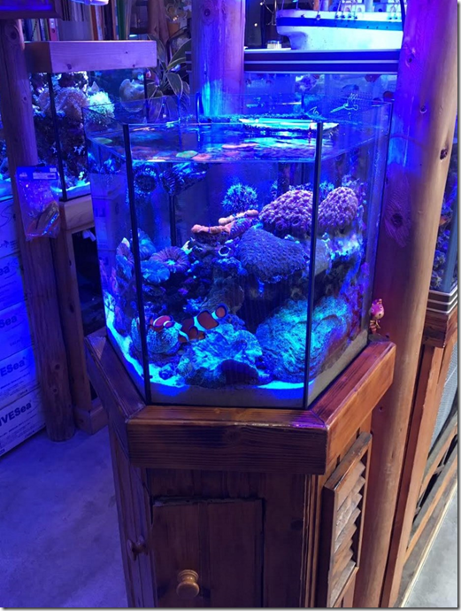 image 土浦コーラルタウン店内のオリジナル6角形水槽